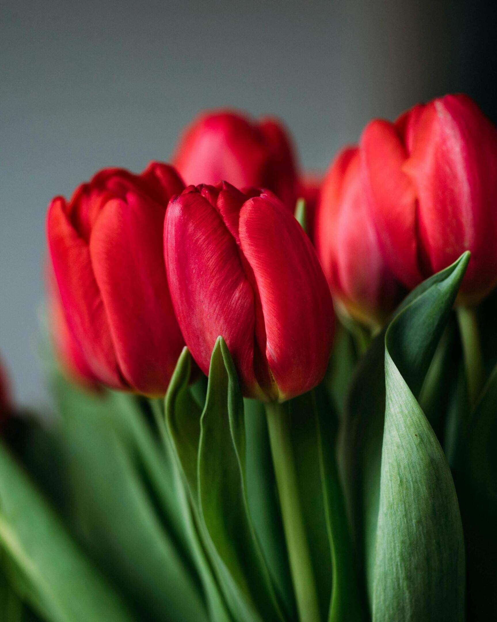 tulips caption